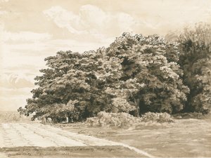Wrottesley Hall - The Shrubbery: seepiapiirros, 1820 tekijältä Cornelius Varley