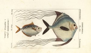 Afrikkalainen pompano, Alectis ciliaris, Blepharis ciliaris, Blefaride ciliare 1 ja ponikala, Poulain ruse, Leiognathus equulus 2 tekijältä Corsi Corsi