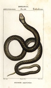 Amethystine python, Simalia amethistina tekijältä Corsi Corsi
