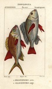 Naarasmurska, Pomadasys furcatus 1 ja oravakala, Holocentrus ascension 2 tekijältä Corsi Corsi