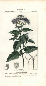 Perhosumu, Ageratum corymbosum tekijältä Corsi Corsi