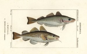 Turska, Gadus morhua, Baccala 1 ja valkoturska, Merlangius merlangus, Merlango comune 2 tekijältä Corsi Corsi