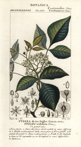Harvinainen humalapuu, Ptelea trifoliata, kolmilehtinen Ptelea tekijältä Corsi Corsi
