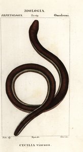 Harvinainen keltaraitainen caecilian, Ichthyophis glutinosus tekijältä Corsi Corsi