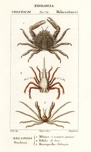 Coral takertuva rapu, arrow rapu ja Leach
