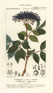 Euroopan mustaseljanmarja, Sambucus nigra, musta tai tavallinen seljanmarja tekijältä Corsi Corsi