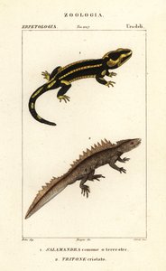 Tulisalamanteri, Salamandra-salamandra 1 ja harivesikko, Triturus cristatus (erittäin uhanalainen) 2