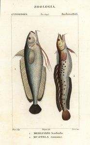 Haarukkaparta, Phycis phycis 1 ja viisiparta, Ciliata mustela tekijältä Corsi Corsi
