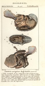 Suur-argonautin mustekala, Argonauta argo