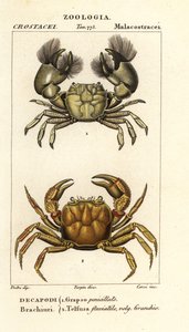 Hemigrapsus penicillatus ja Potamon fluviatile tekijältä Corsi Corsi