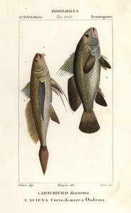 Pitkähäntäkärki, Lonchurus lanceolatus 1 ja laiha, croaker, kivibasso, varjokala, Argyrosomus regius 2 tekijältä Corsi Corsi