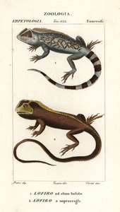 Lyreshead lisko, Lyriocephalus scutatus 1 ja sukelluslisko tai mophead iguana, Uranoscodon superciliosus 2 tekijältä Corsi Corsi