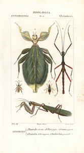Mantis, lehtihyönteiset, tikkuhyönteiset jne tekijältä Corsi Corsi