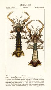 Mantis-katkarapu, Lysiosquilla scabricauda tekijältä Corsi Corsi