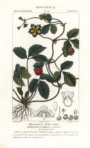 Pilamansikka, Potentilla indica tekijältä Corsi Corsi