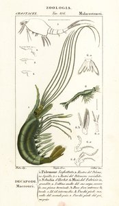 Narwal Shrimp, Leptostercan ja Mysid Shrimp tekijältä Corsi Corsi