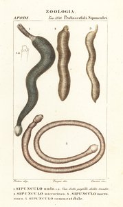 Maapähkinämatot, Sipunculus nudus 1, Siphonosoma cumanense 4 jne. tekijältä Corsi Corsi