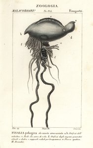 Portugalin sotamies, Physalia physalis tekijältä Corsi Corsi