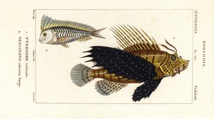 Punainen lionfish, Pterois volitans, Pteroide volante 1 ja blue blanquillo, Taenianotus latovittatus, Tenianoto striata larga 2 tekijältä Corsi Corsi