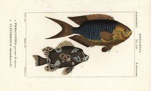 Sapphire neito, Pomacentrus pavo, pavone di mare 1 ja arlekiinin makeahuuli, Plectorhinchus chaetodonoides, Plettorinco chetodonoides 2 tekijältä Corsi Corsi