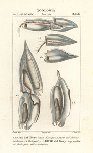 Siphonophores, Diphyes dispar, Diphyes boryi, Difie del Bory tekijältä Corsi Corsi