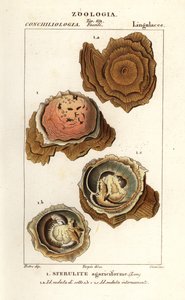 Spherulites agariciformis Helsdingenin kirkko Viasessa tekijältä Corsi Corsi