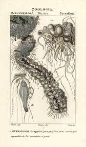 String meduusa, Apolemia uvaria (Stephanomia uvaria, Stefanomia nippu) tekijältä Corsi Corsi