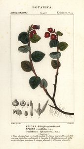 Teemarja, Gaultheria domingensis tekijältä Corsi Corsi