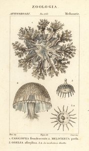 Ylösalaisin oleva meduusa, Cassiopea frondosa 1, Melicertum-laji 2 ja obeliapolyyppi 3 tekijältä Corsi Corsi