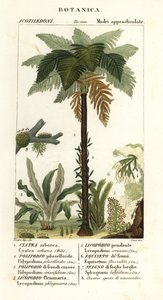 Länsi-Intian saniainen, Cyathea arborea, viiniköynnöksen saniainen, Microgramma piloselloides 2, siro saniainen, Niphidium crassifolium 3, karkea tupsu saniainen, Huperzia phlegmaria 4, staghorn clubsammalt, Lycopodiella cernua 5, vesikorte tekijältä Corsi Corsi