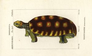 Keltajalkakilpikonna tai brasilialainen jättiläiskilpikonna, Chelonoidis denticulatus Testudo tabulata Testuginne intarsiata tekijältä Corsi Corsi