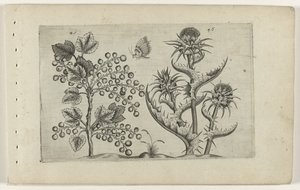 Aalbes en Mariadistel Tunne liljat (sarjan nimi) tekijältä Crispijn van de Passe (I) (attributed to)
