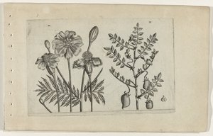 Tagetes ja kikherneet Cognoscite lilia (sarjan nimi) tekijältä Crispijn van de Passe (I) (attributed to)