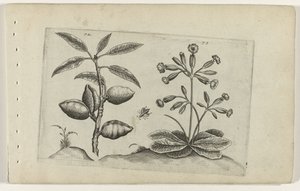 Amandelboom en gulden sleutelbloem Tunne liljat (sarjan nimi) tekijältä Crispijn van de Passe (I) (attributed to)