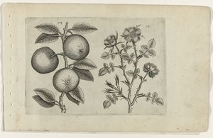 Omena ja koira ruusu Cognoscite lilia (sarjan nimi) tekijältä Crispijn van de Passe (I) (attributed to)
