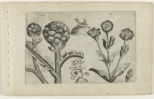 Artisjok en prikneus Tunne liljat (sarjan nimi) tekijältä Crispijn van de Passe (I) (attributed to)