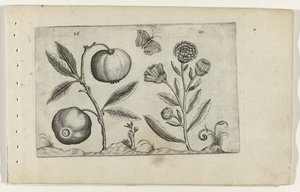 Assyrische appel en goudsbloem Tunne liljat (sarjan nimi) tekijältä Crispijn van de Passe (I) (attributed to)