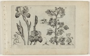 Bardiris ja Coralmeidoorn Cognoscite Lily (sarjan nimi) tekijältä Crispijn van de Passe (I) (attributed to)