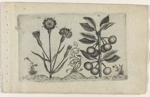 Bolderik en zure kers Tunne liljat (sarjan nimi) tekijältä Crispijn van de Passe (I) (attributed to)
