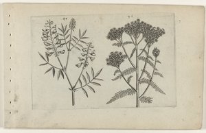 Boswikke en tuizendblad Tunne liljat (sarjan nimi) tekijältä Crispijn van de Passe (I) (attributed to)