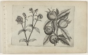 Päiväkäkikukka ja mispeli Cognoscite lilia (sarjan nimi) tekijältä Crispijn van de Passe (I) (attributed to)