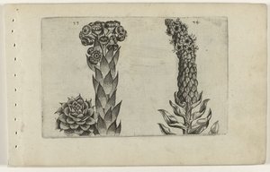 Thunderblade ja mullein Cognoscite lilia (sarjan nimi) tekijältä Crispijn van de Passe (I) (attributed to)