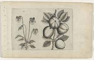 Kolmivärinen violetti ja omena Cognoscite lilia (sarjan nimi) tekijältä Crispijn van de Passe (I) (attributed to)