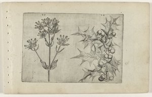 Centaury(?) ja Holly Cognoscite lilia (sarjan nimi) tekijältä Crispijn van de Passe (I) (attributed to)