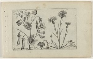 Erwt en korenbloem Tunne liljat (sarjan nimi) tekijältä Crispijn van de Passe (I) (attributed to)