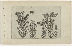 Tavallinen nummi ja luutapensas Cognoscite lilia (sarjan nimi) tekijältä Crispijn van de Passe (I) (attributed to)