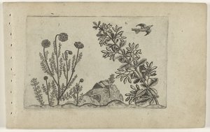 Gewone kamille en zuurbes Tunne liljat (sarjan nimi) tekijältä Crispijn van de Passe (I) (attributed to)