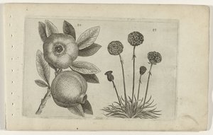 Granaatappel en Engels gras Tunne liljat (sarjan nimi) tekijältä Crispijn van de Passe (I) (attributed to)