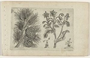 Grove den en bernagie Tunne liljat (sarjan nimi) tekijältä Crispijn van de Passe (I) (attributed to)