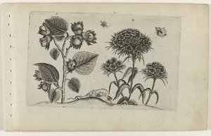 Hazel ja Sweet William Cognoscite lilia (sarjan nimi) tekijältä Crispijn van de Passe (I) (attributed to)